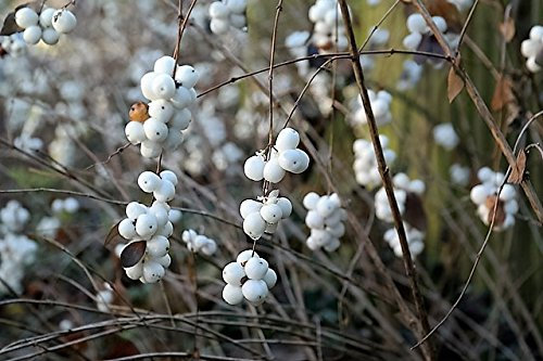 10 Nani strisciante Semi snowberry Arbusto Bianco Rosa Fiore Symphoricarpos Mollis