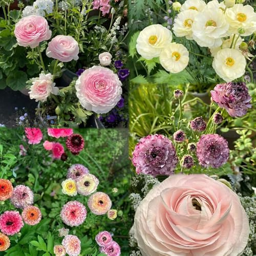 15 piezas bulbos ranunculus resistentes perennes - bulbos jardín de balcón, tempranas, de cobertura del suelo resistentes,decorativa