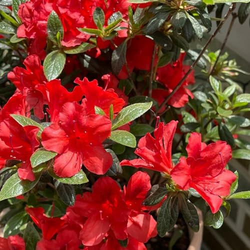 Azalee, winterharte für garten Rhododendron, gartendeko für draußen seltene wildblumensamen gartenpflanzen 350Samen