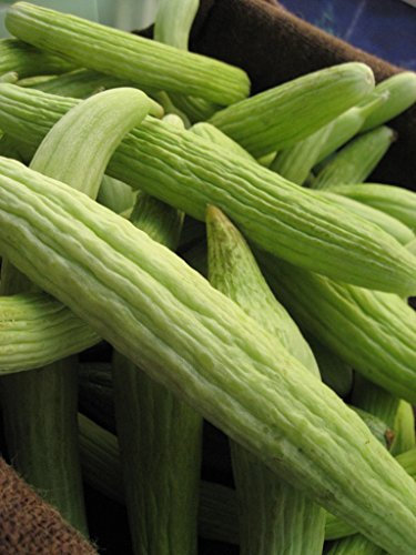 Armenian Cucumber Melon Early Long Ribbed Heritage Heirloom 10 Organic Seeds Certified French Organic Grower