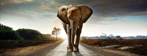 artissimo Bild aus Glas 80x30 cm Elefant AG4073A – Safari Wandbild Afrika Tiermotiv, Panorama Glasbild Querformat, moderne Wanddeko
