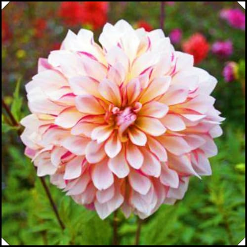 Dahlia Bulbs,Dahlia Tubers(Plant Bulbs,Hardy Perennial,Garden Flowers,Ornamental Flowers,Wedding Flowers)-10bulbs-b