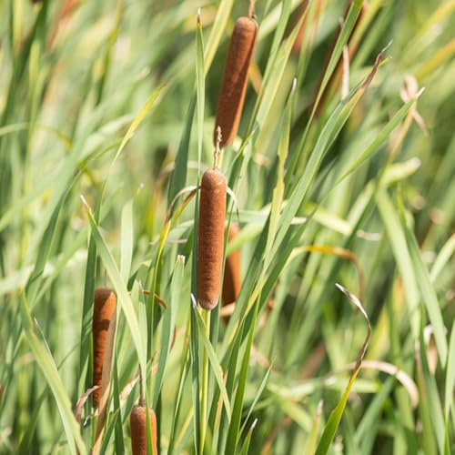 rohrkolben, zwergrohrkolben exotische winterhart gartendeko für draußen 1000samen
