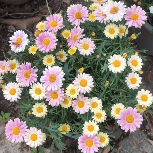 semillas de margarita, resistente al invierno, jardín al aire libre, primavera decorativas, interior, 100pcs