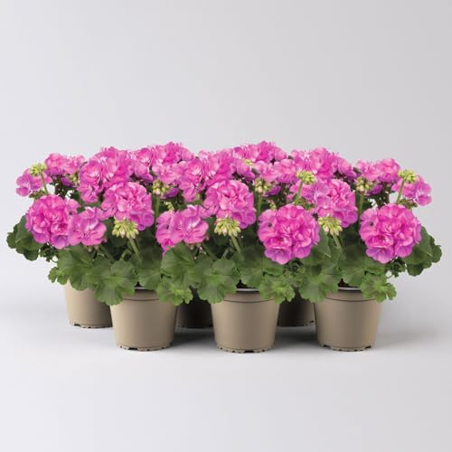 Geranie, pink, stehend, Topf-Ø 13 cm, 6 Pflanzen