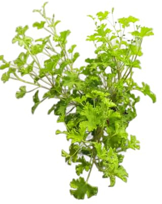 Geranio Citronela Natural – Planta Aromática con Fragancia Refrescante y Función Antimosquitos
