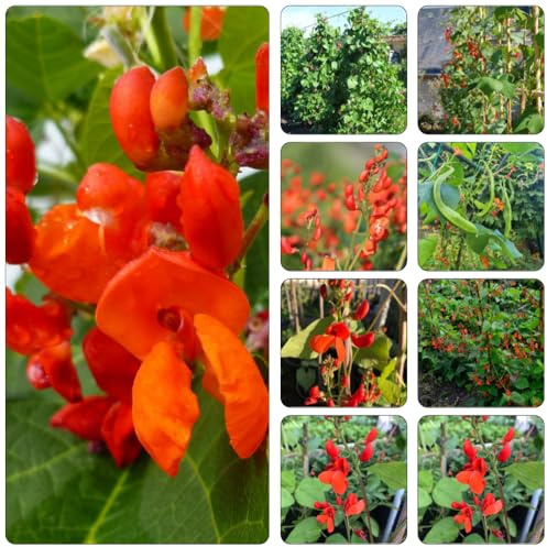 Semillas de frijol escarlata semillas de frijol jardín resistentes balcón judías verdes orgánicas resistentes al 100pcs