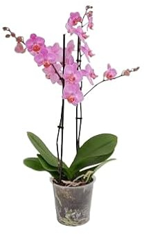 Orquídea Phalaenopsis Flores Naturales Exóticas para Decorar tu Casa
