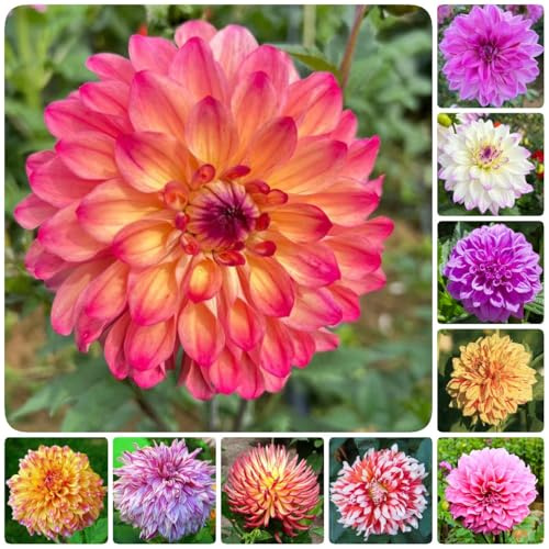 10 pz tuberi di dalia - i bulbi dei fiori sono perenni, resistenti, di fiori, bulbi di fiori primaverili bonsai da interno bonsai, piante da balcone piante perenni resistenti,