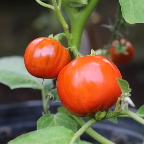 PREMIER SEEDS DIRECT -Aubergine Turkish Orange - 50 Seeds