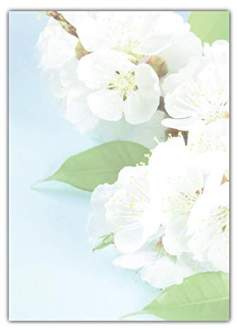 Blumen Motivpapier Briefpapier Aprikosenblüten (MPA-5211, DIN A4, 100 Blatt)