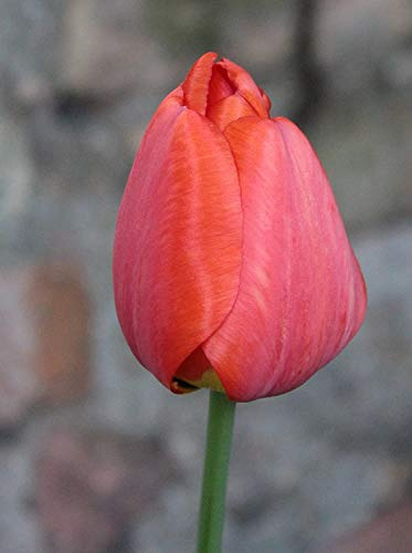 Tulpen Van Eijk Tulpenzwiebeln (50 Blumenzwiebeln)