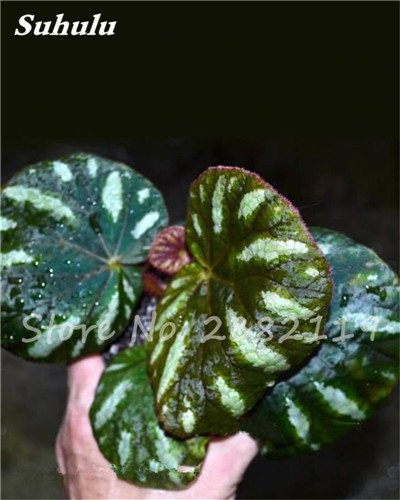 Hot Seeds Del Bello Seeds Begonia Coleus Blumei Fleurs Semi-Colorées Rares En Pots De Bégonia Pour Plantes De Jardin Coleus De Balcon