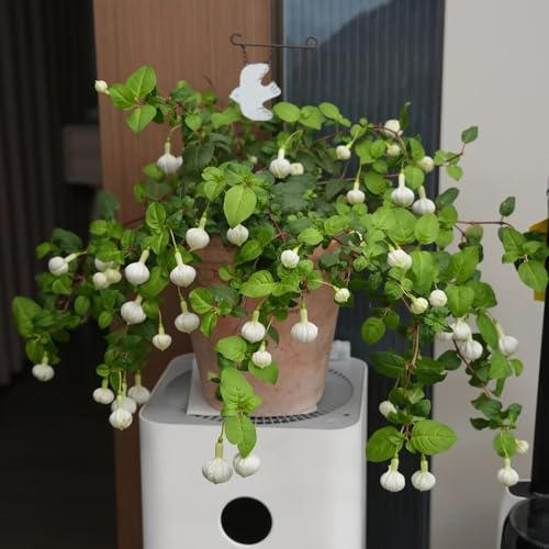 fuchsien hängend - blumensamen mehrjährig winterhart gartenblumen balkonblumen garten bio pflanzensamen winterharte kübelpflanzen hochbeet schnittblumen gartendeko für draußen 90samen