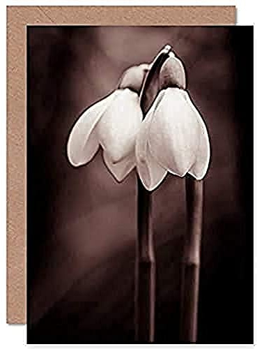 Fine Art Prints Two Snowdrops Photograph Greeting Card With Envelope Inside Premium Quality