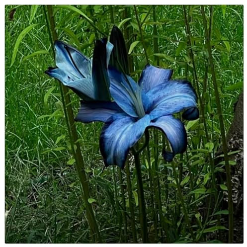 Giglio orientale bulbi di giglio bulbo perenne giardino tubero vasi da piantagione decorazioni per la piantagione-2bulbi-E