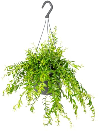 Bloomique - Aeschynanthus Mona Lisa - Lippenstiftpflanze - Hängepflanze - Zimmerpflanzen - Tierfreundlich - Höhe 20-30 cm - Topf 17 cm