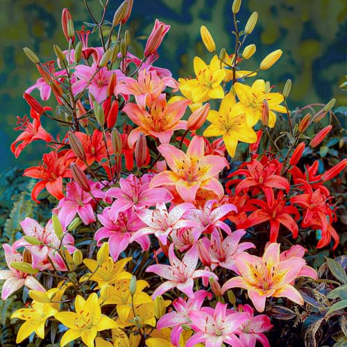 FLORIUM - Asiatico gigli collezione cipolla, (15 cipolle), 5 varietà, inverno gigli miscela gigli giganti dall'Olanda, bulbi perenni per vasi e balconi (senza semi, non artificiale)