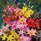 FLORIUM - Colección de cebolla lirios asiáticos, (15 bulbos), 5 variedades, resistente mezcla de lirios gigantes de Holanda, bulbos perennes para macetas y balcones (sin semillas, no artificiales)