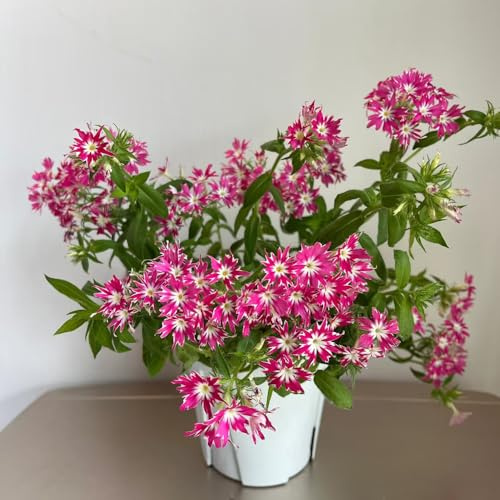 flox balcone insoliti semi di phlox d'appartamento rare ombra semi di selvatici Decorazioni giardino per esterni Decorazioni 130semi