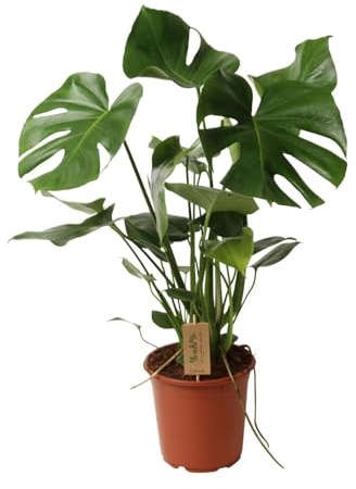 Planta Monstera Deliciosa, Decoración Interior, Verde, Maceta Ø21 cm