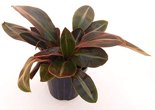 POWERS TO FLOWERS - SIDERASIS, TRADESCANTIA, pianta vera