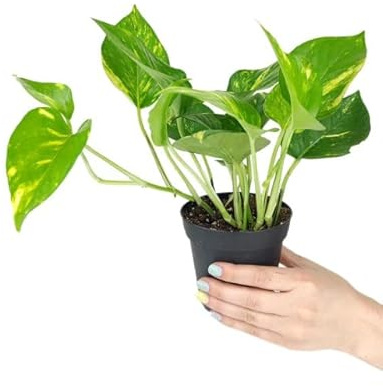 Poto la Planta que te Ayudará a Conectar con la Naturaleza en tu hogar y Reducir el Estrés