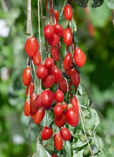 Lycium barbarum 'Sweet Lifeberry' 40-60 cm – Winterhart, Mehrjährig, Pflegeleicht – Goji-Beere – Heckenpflanze für Garten & Sichtschutz