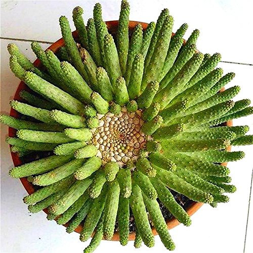 Seeds Sale 50 pc/Package Succulent Egg Seeds echinopsis tubiflora Cactus Seed Rare Flower Plants lithops vases Pitcher Garden Domestic Garden: Only Seeds