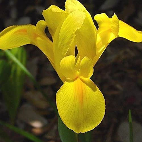 10 x Iris Hollandica Yellow – Popular Cut Flowers – Summer Flowering Bulbs – Perennial – for Your Beautiful Garden