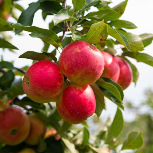 Apple 'Elstar' Tree - Sweet & Crunchy Marbled Red Apples, Self-Pollinating, RHS Award Winner, Ideal for Home Gardens, September Harvest, Easy to Grow, 1 x 2 Litre Pot by Thompson and Morgan