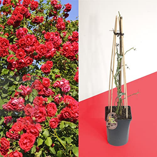 1 Fragrant Outdoor Climbing Rose Bush in Pot Flower Garden Plant Shrub - Red