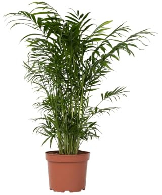 Plant in a Box - Chamaedorea elegans - Bergpalme - Bergpalme - Schmuckpalme - Zimmerpflanze - Topf 17cm - Höhe 50-60cm