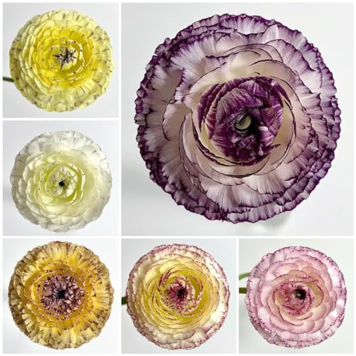 12 pz bulbi di ranuncolo resistenti, ranunculus, fiori resistenti e amichevoli per le lampadina di ranuncolo regalo di fiori, aiuole rialzate per giardino piante tappezzanti piante