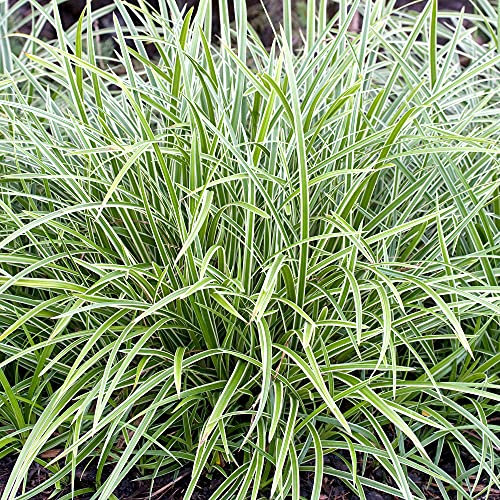 Carex Morowii 'Ice Dance' | Evergreen Ornamental Sedge Shrub | 25-35cm (Incl. Pot)