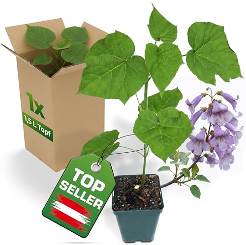 5x Blauglockenbaum Paulownia Shandong im 1,5 L Topf – schnellwachsender Kiribaum mit blauvioletten Glockenblüten – winterhart bis ca. -15 °C/-20 °C – Zier- & Schattenbaum – als Wertholzbaum geeignet