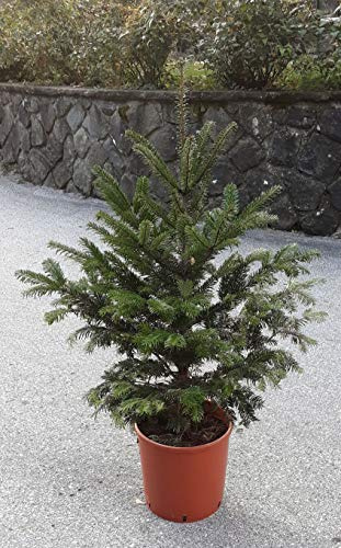 Vivai Ceccarelli & Sichi Albero di Natale Naturale Abete Bianco - 1,2 m