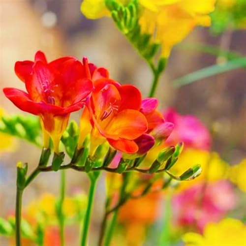Bulbos De Fresia-Fresia Planta,Fresia Flores,Bulbos De Flores Fresias,Fresia Bulbos,Planta Fuerte,ExóTicas-3bulbos-b