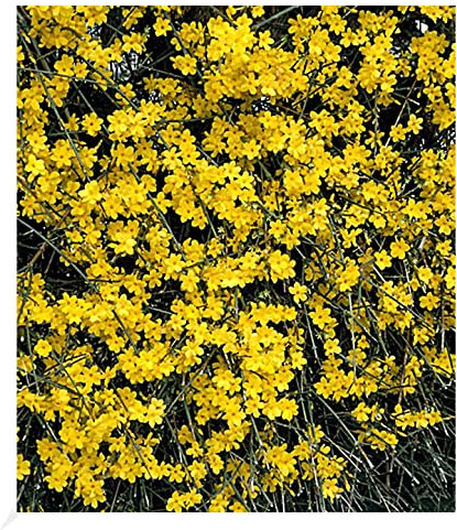 BALDUR Garten Echter Winter-Jasmin, 1 Pflanze, Jasminum nudiflorum, winterhart, mehrjährig, pflegeleicht, blühend, Jasminum nudiflorum, Zierstrauch, duftender Blütenflor