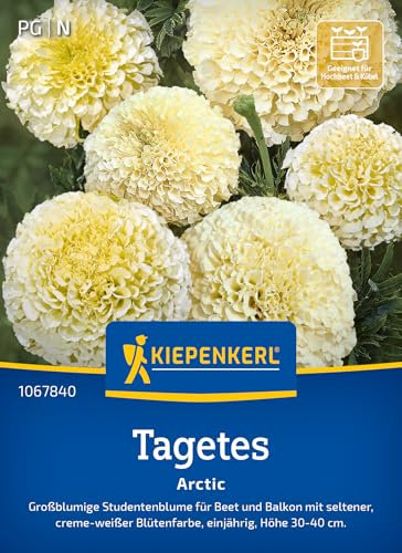Kiepenkerl Tagetessamen Arctic 1067840 - großblumige Studentenblume für Beet und Balkon mit seltener creme- weißer Blütenfarbe - Pflanzen, Blumensamen, Saatgut