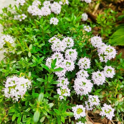 semi resistenti di timo serpillo - biologici vecchie varietà giardino perenni 200pcs