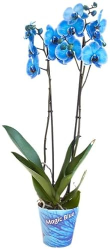 Phalaenopsis Flores Azules Orquídea Natural para Decorar el Hogar