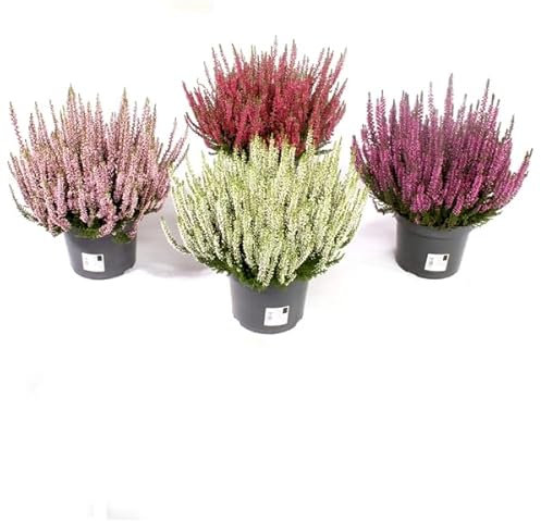 Cuatro Brezos Naturales Plantas de Calluna para Temporada la Invernal