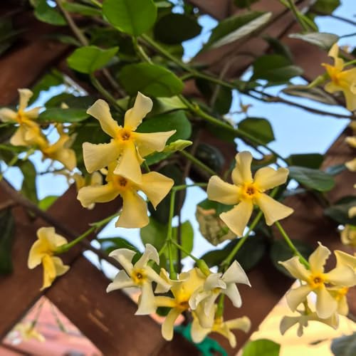 Semillas de jazmín estrella, trepadoras de rápido crecimiento de jazmín Decoración de jardín para exteriores 150pcs