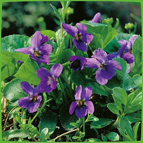 Violettblaues Duftveilchen 'Königin Charlotte'