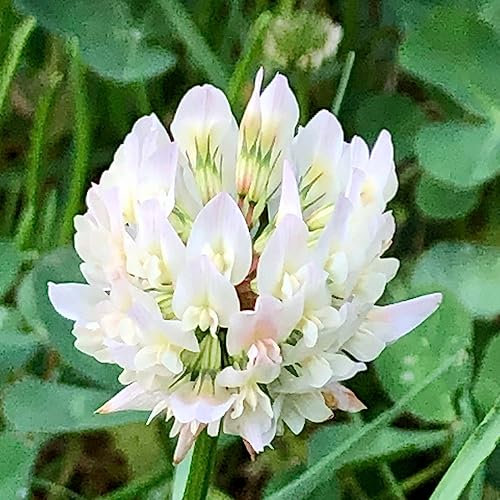 Welldales 100 Green Manure Wild White Clover Seeds UK Ground Cover Flowering Winter Plants