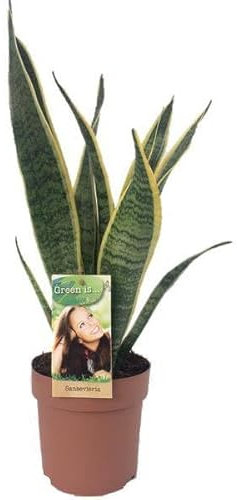 Bogenhanf - Sansevieria Laurentii - Zimmerpflanze - Ø14cm - 50cm