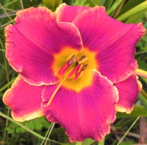 Daylily Roots Daylily Plant，Hardy Perennial Excellent Display.-10 Bulbs-B