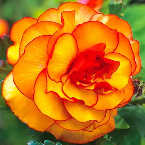 Bulbes de BÉGONIA | Bulbes des meilleurs producteurs néerlandais | Sélection exclusive et contrôle qualité | Floraison garantie (3 Bulbes de Bégonia Picotee Jaune-Rouge)