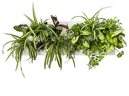 Ortisgreen HOH! Duo Smart Horizontal, 2 Quadri Vegetali Fai da Te in Plastica ABS di Colore Bianco per 12 Piante, Include la Staffa in Acciaio Inox per 2 HOH! Il Substrato Naturale e Le Istruzioni.